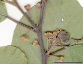 Petite image rapproché des traits de caractéristiques de la plante: Nerprun bourdaine