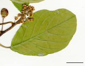 Petite image rapproché des traits de caractéristiques de la plante: Nerprun bourdaine