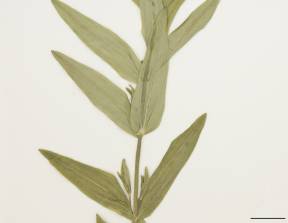 Petite image rapproché des traits de caractéristiques de la plante: Millepertuis majeur