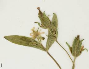 Petite image rapproché des traits de caractéristiques de la plante: Millepertuis majeur