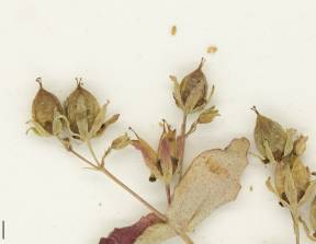 Petite image rapproché des traits de caractéristiques de la plante: Millepertuis nain