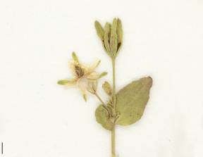 Petite image rapproché des traits de caractéristiques de la plante: Millepertuis nain