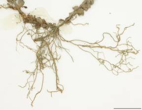 Petite image rapproché des traits de caractéristiques de la plante: Millepertuis nain