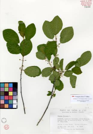 Nerprun bourdaine - plante adulte