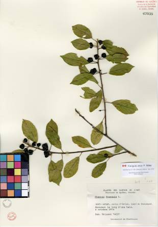 Nerprun bourdaine - plante adulte