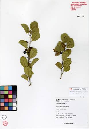 Nerprun bourdaine - plante adulte