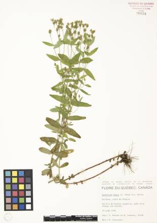 Millepertuis majeur - plante témoin