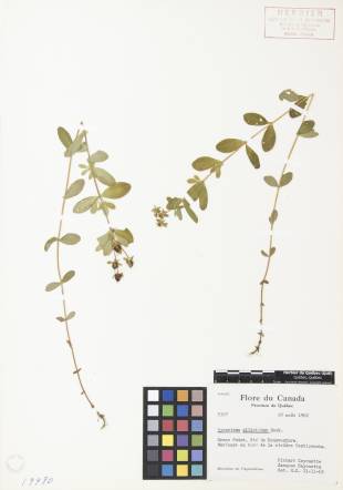 Millepertuis elliptique - plante adulte