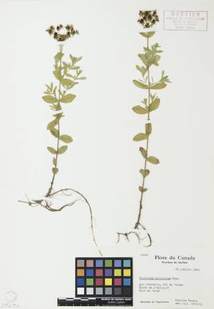 Millepertuis elliptique - plante adulte