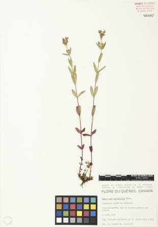 Millepertuis elliptique - plante adulte