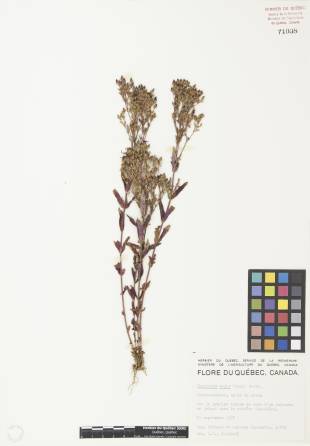 Millepertuis majeur - plante adulte