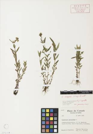Millepertuis majeur - plante adulte