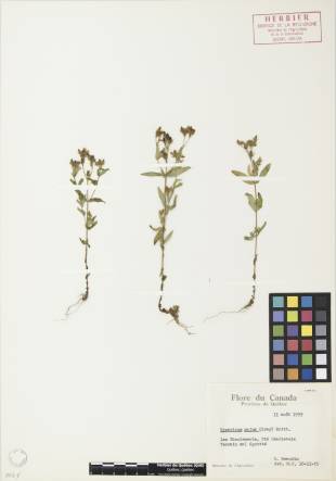 Millepertuis majeur - plante adulte