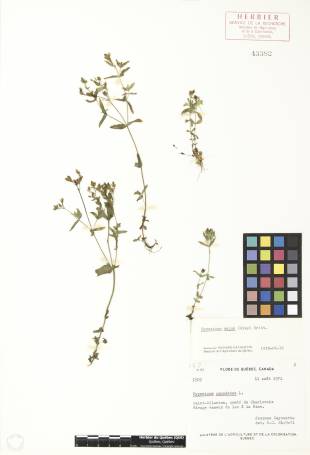 Millepertuis majeur - plante adulte