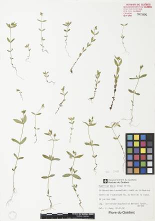 Millepertuis majeur - plante adulte