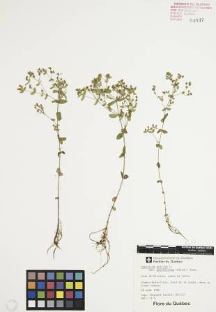 Millepertuis nain - plante témoin