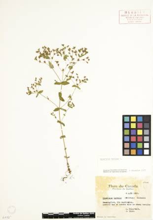 Millepertuis nain - plante adulte