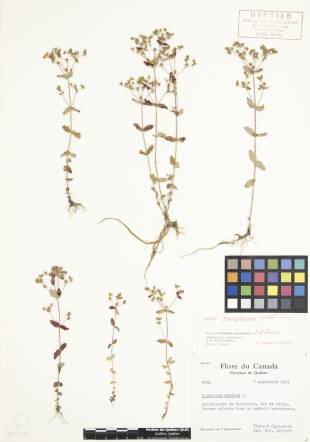 Millepertuis nain - plante adulte