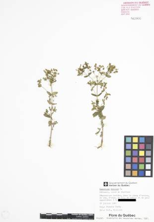 Millepertuis nain - plante adulte