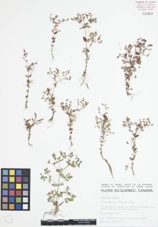 Millepertuis nain - plante adulte