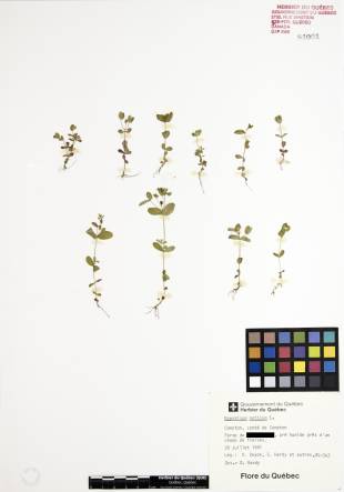 Millepertuis nain - plante adulte