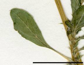 Petite image rapproché des traits de caractéristiques de la plante: Amarante blanche