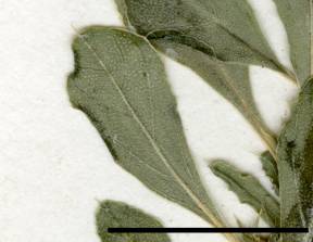 Petite image rapproché des traits de caractéristiques de la plante: Amarante blanche