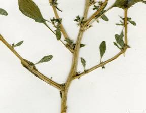 Petite image rapproché des traits de caractéristiques de la plante: Amarante blanche
