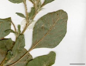 Petite image rapproché des traits de caractéristiques de la plante: Amarante à racine rouge