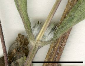 Petite image rapproché des traits de caractéristiques de la plante: Grande herbe à poux