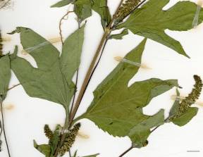 Petite image rapproché des traits de caractéristiques de la plante: Grande herbe à poux