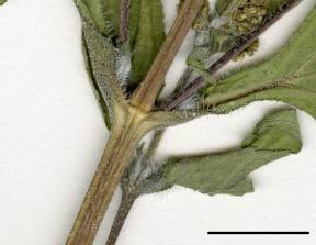 Petite image rapproché des traits de caractéristiques de la plante: Grande herbe à poux