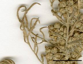 Petite image rapproché des traits de caractéristiques de la plante: Armoise bisannuelle