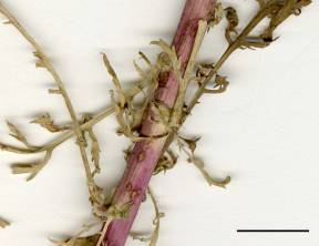 Petite image rapproché des traits de caractéristiques de la plante: Armoise bisannuelle