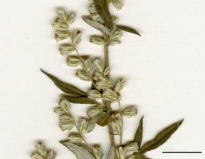 Petite image rapproché des traits de caractéristiques de la plante: Armoise vulgaire