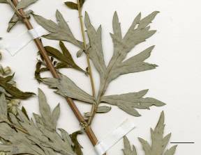 Petite image rapproché des traits de caractéristiques de la plante: Armoise vulgaire