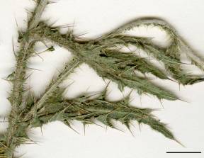 Petite image rapproché des traits de caractéristiques de la plante: Chardon penché