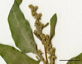 Petite image rapproché des traits de caractéristiques de la plante: Arroche hastée