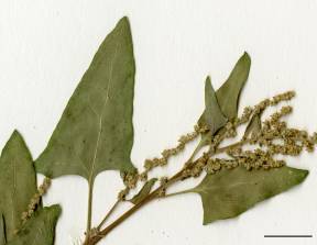 Petite image rapproché des traits de caractéristiques de la plante: Arroche hastée