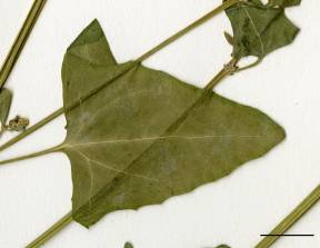Petite image rapproché des traits de caractéristiques de la plante: Arroche hastée