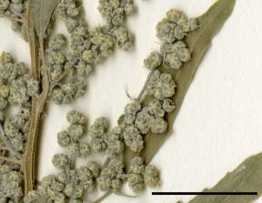 Petite image rapproché des traits de caractéristiques de la plante: Chénopode à feuilles de figuier