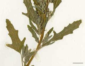 Petite image rapproché des traits de caractéristiques de la plante: Chénopode à feuilles de figuier