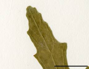 Petite image rapproché des traits de caractéristiques de la plante: Chénopode à feuilles de figuier