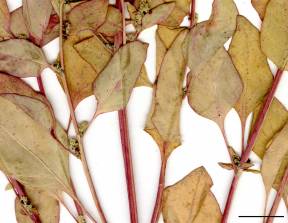 Petite image rapproché des traits de caractéristiques de la plante: Chénopode polysperme