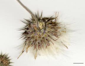 Petite image rapproché des traits de caractéristiques de la plante: Chardon penché