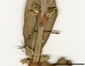 Petite image rapproché des traits de caractéristiques de la plante: Renouée coriace
