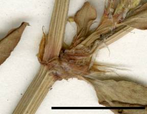 Petite image rapproché des traits de caractéristiques de la plante: Renouée coriace