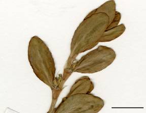 Petite image rapproché des traits de caractéristiques de la plante: Renouée coriace