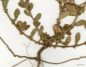 Petite image rapproché des traits de caractéristiques de la plante: Renouée coriace