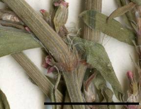 Petite image rapproché des traits de caractéristiques de la plante: Renouée des oiseaux